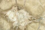 Petrified Wood (Woodworthia) Round - Arizona #244782-1
